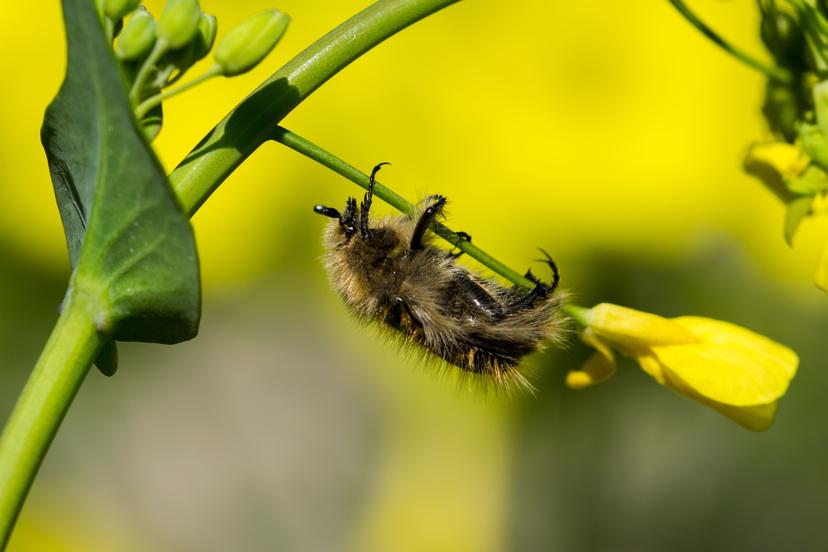 Bees and Trees project image